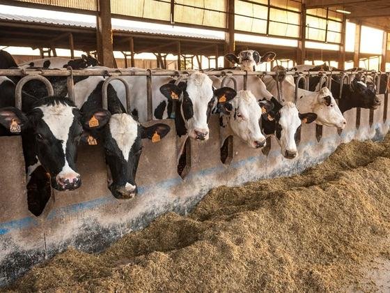 Dairy cattle feeding at a barn