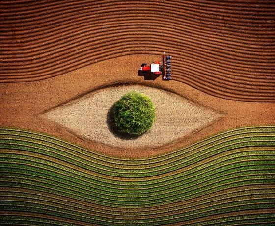 Aerial view of a tractor sowing curved furrows around a single tree